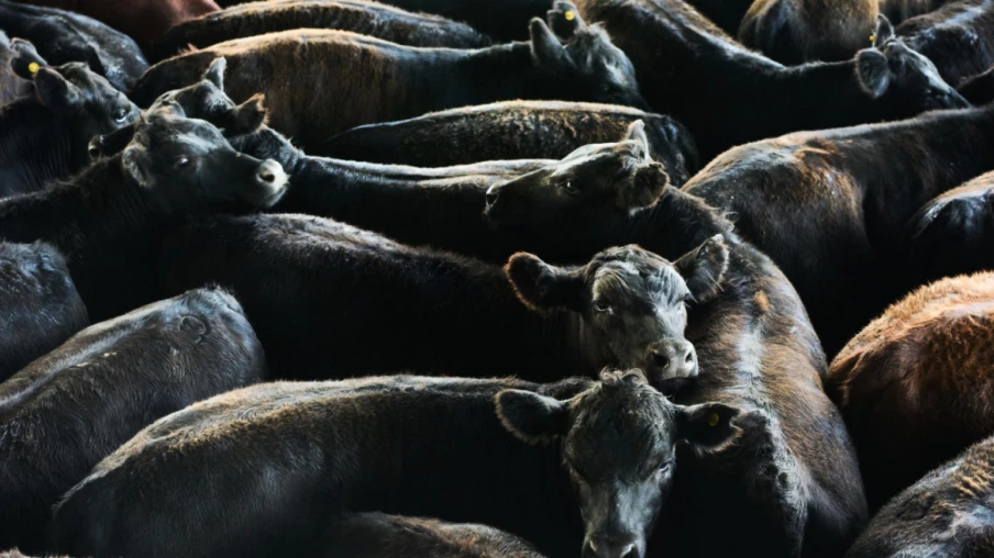 Mieux réglementer la viande importée en Suisse