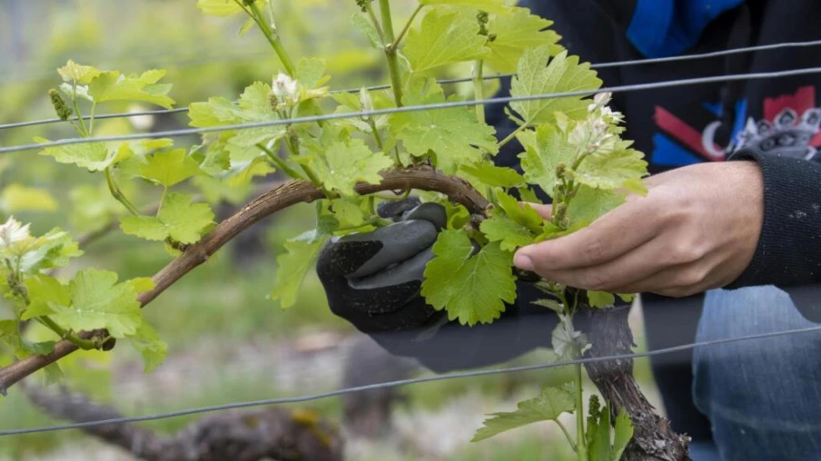 À Sion, des élèves de l'école primaire tailleront leur vigne en cours