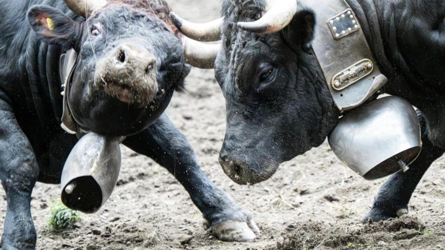 Finale nationale des combats de reines: Tourtemagne vise une arène