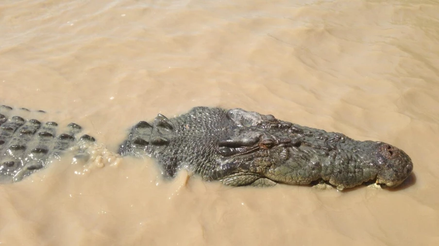 Inondations au nord de l'Australie : crocodiles partout, 1 000 évacués