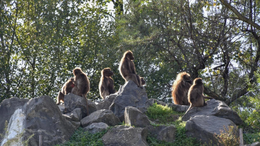 Le zoo de Zurich euthanasie 10 géladas jugés en surnombre