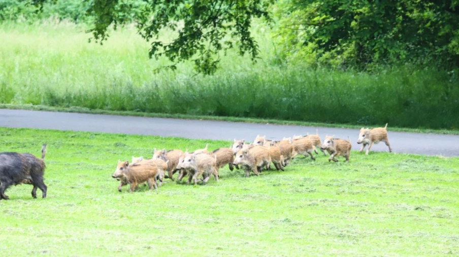 Berne : des experts pour évaluer les dégâts de la faune aux cultures