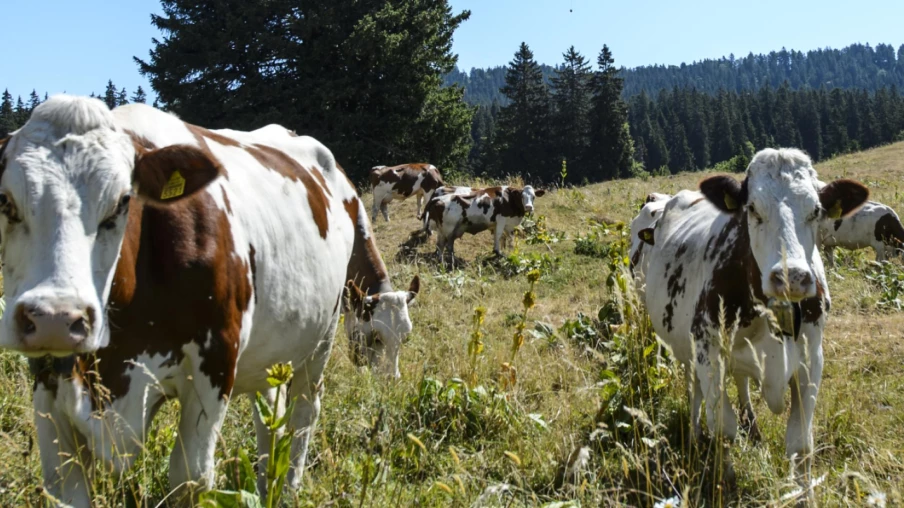 Éleveurs privés de pâturage: députés vaudois demandent une aide