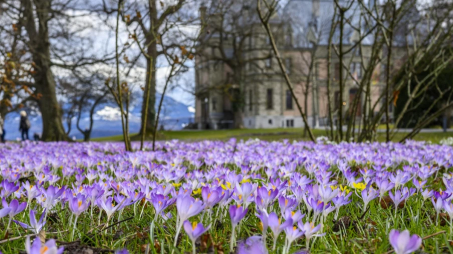 Le printemps en Suisse : floraison de plus en plus précoce