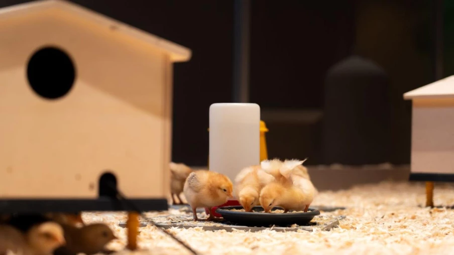 Musée d'histoire naturelle de Fribourg: des poussins talentueux