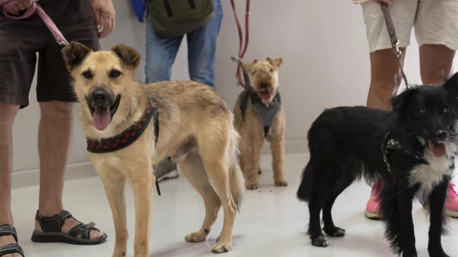 Milvignes interdit les chiens dans les cours d'école et parascolaires