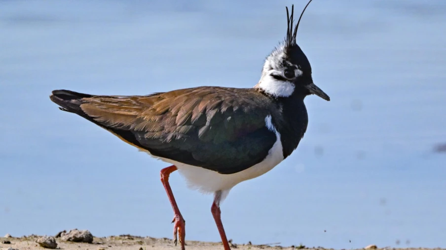 Premier îlot à vanneaux près d'Anet: protection du vanneau huppé