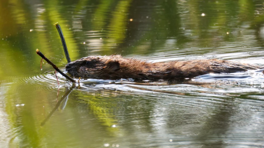 Le castor, allié de la biodiversité et des cours d'eau vivants