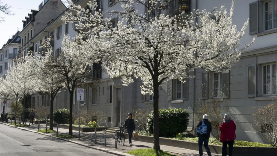 Charte pour des arbres urbains sains à Lausanne et Région Morges