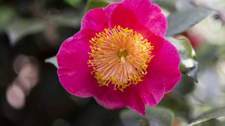 Exposition de camélias à Locarno: plus de 200 variétés au parc