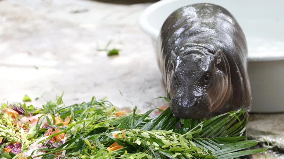Thaïlande : intrusion dans l'enclos de Moo Deng, star virale du zoo