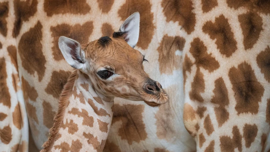 Naissance de Xahara, une girafe du Kordofan au zoo de Bâle
