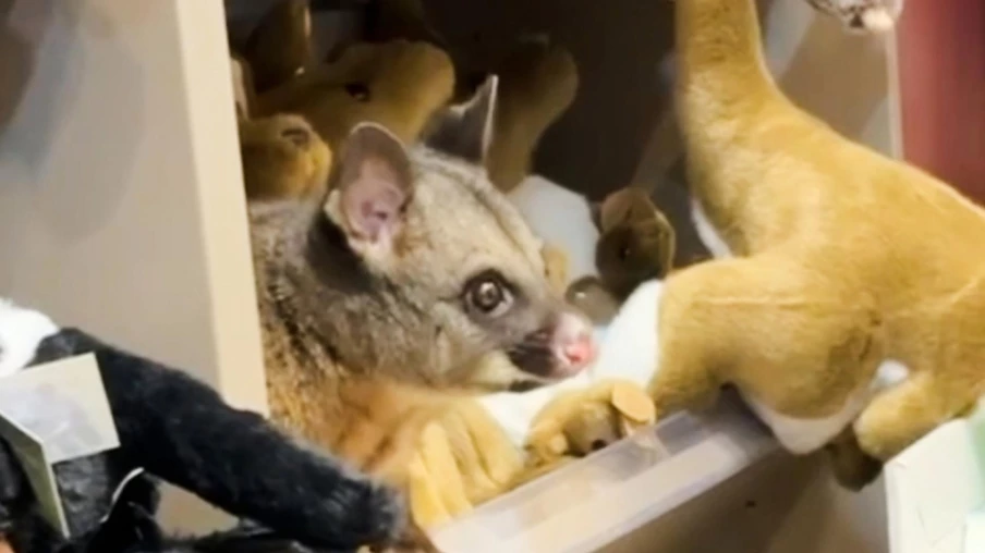 Australie: un opossum surpris parmi des peluches à l'aéroport d'Hobart