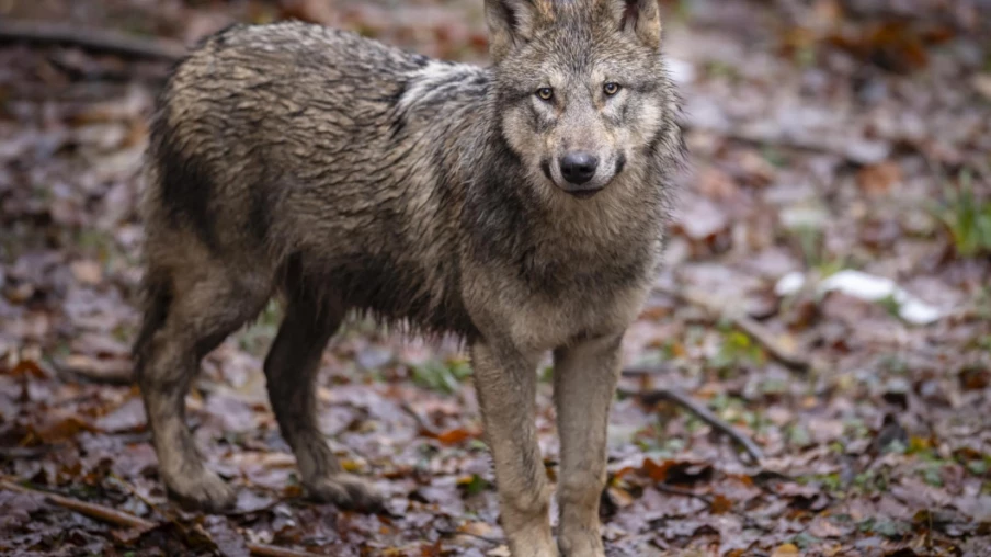 Conseil des États étend le tir du loup au-delà d'un seuil en Suisse