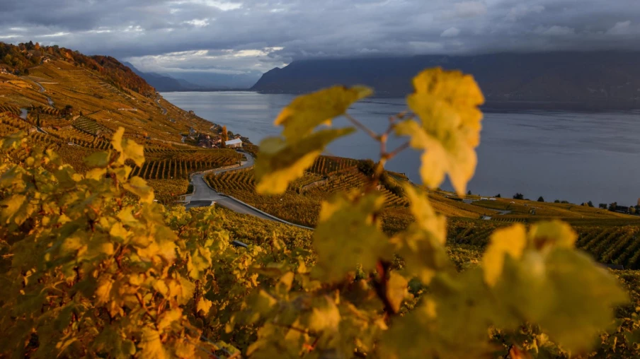 Vaud: moratoire de 3 ans sur les nouvelles plantations de vignes