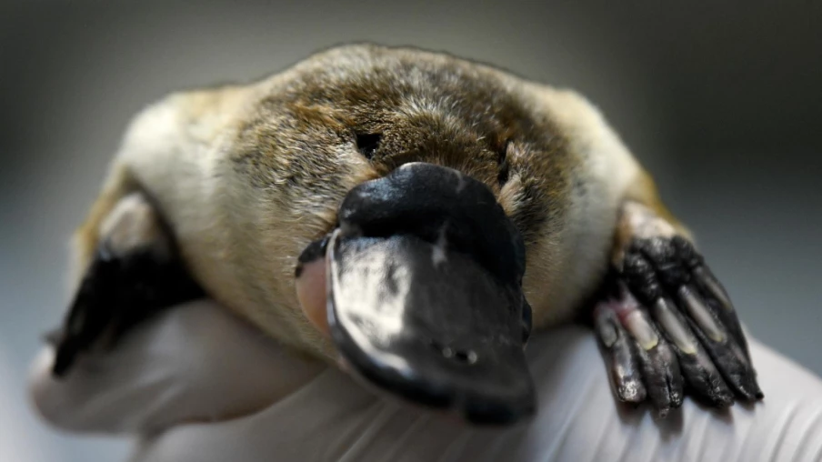 L'ornithorynque a des mélanosomes creux semblables à ceux des oiseaux