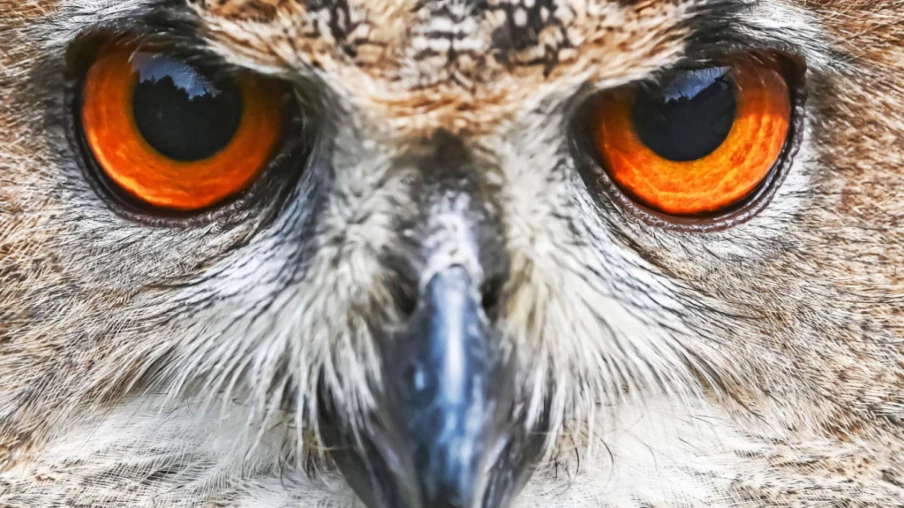 Chemins de fer: prévenir l'électrocution des grands oiseaux