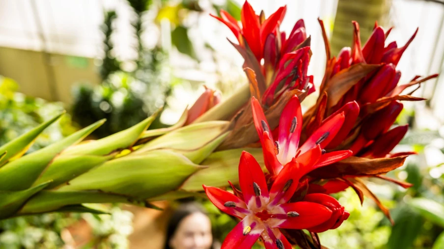 Doryanthes palmeri fleurit au Jardin botanique de Genève après 43 ans
