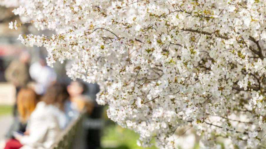 Balades thématiques gratuites à Genève : découvrir la ville autrement