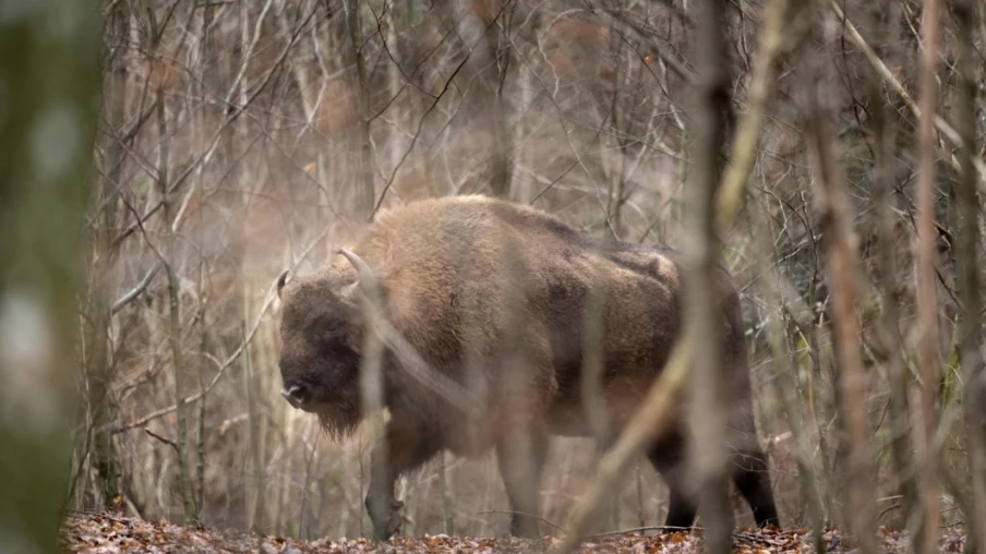 Trois bisons d'Europe tués par un train dans la forêt de Bialowieza