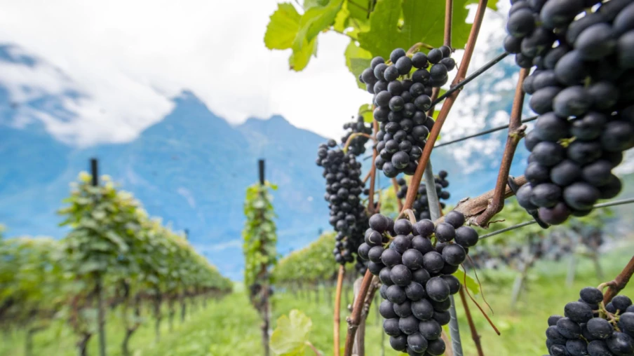 L'ADN révèle que le pinot noir était cultivé en France au XVe siècle