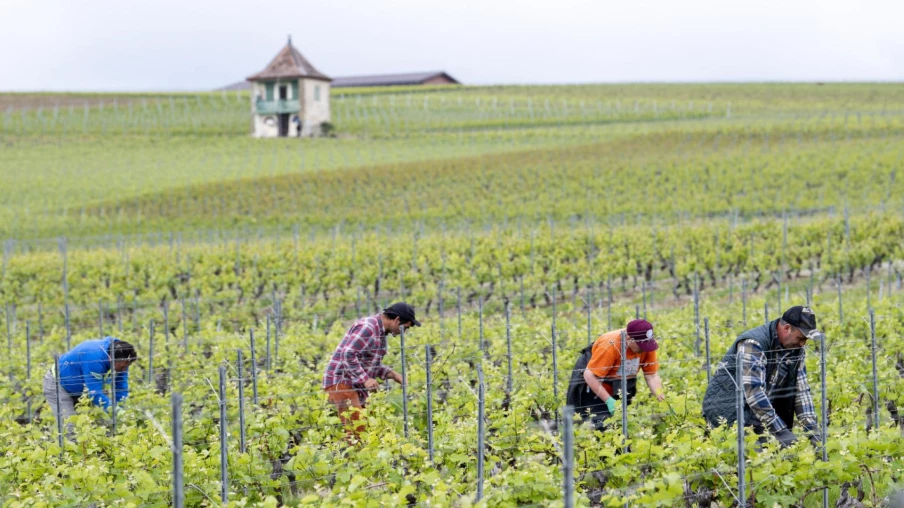 Genève finance l'entretien des vignes : alternative à l'arrachage