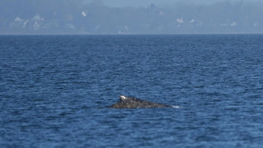 La baleine à bosse regagne la mer après échouage sur la côte allemande