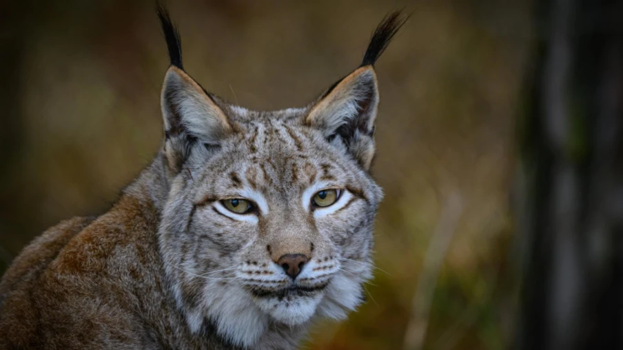 Femme jugée pour avoir tué un lynx protégé qui attaquait sa poule