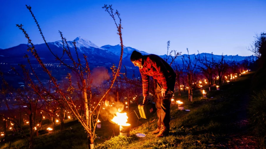 Risque de gel : abricotiers en Valais, floraison précoce et vulnérables