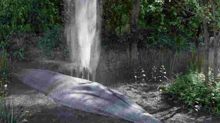 Fribourg : baleine 'Souffle' de Vanessa Billy aux jardins du MHNF