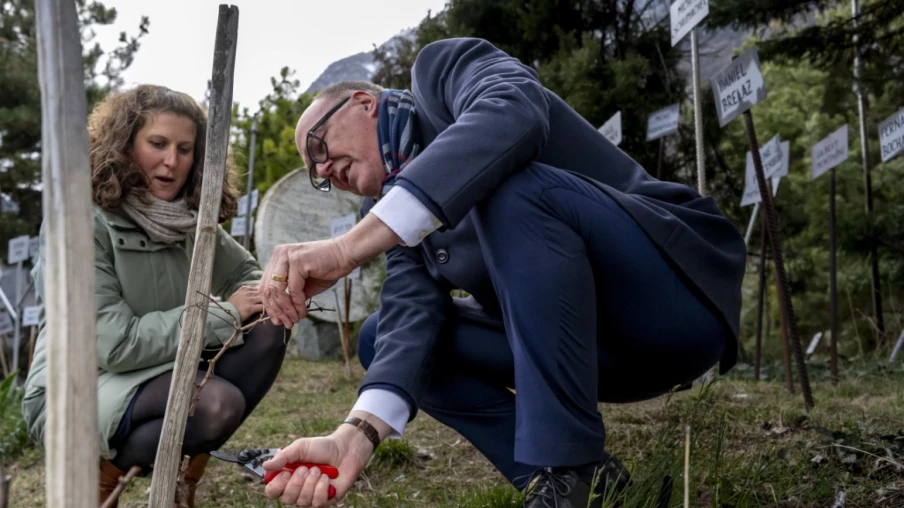 Martin Pfister et Matthias Bellwald taillent la vigne de Farinet