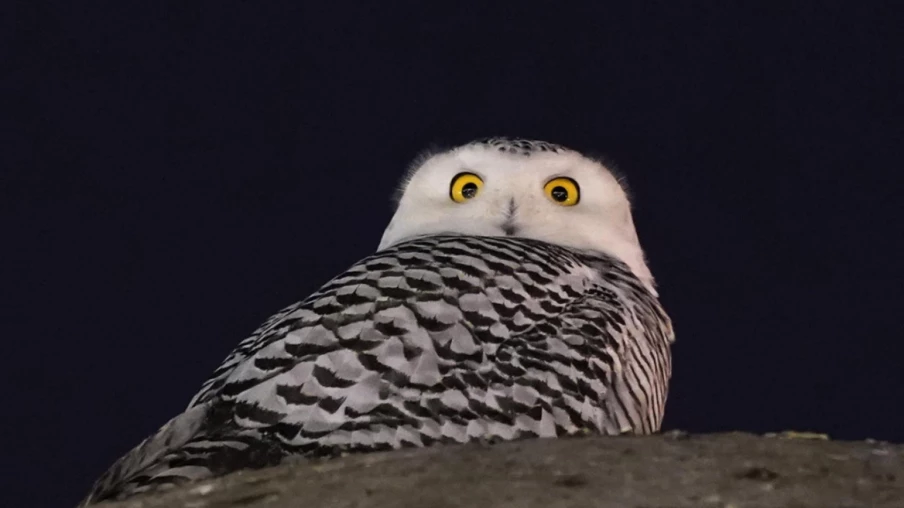 40 espèces migratrices : protection internationale à la COP15