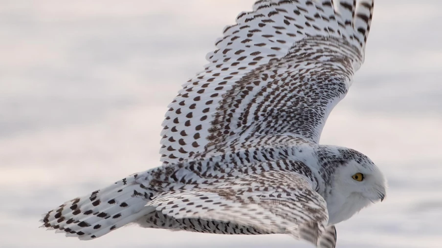 40 espèces migratrices protégées internationalement à la COP15