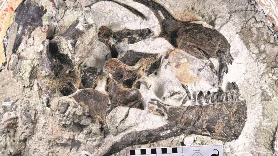 Une équipe suisse met au jour le crâne juvénile Lucy de Camasaurus