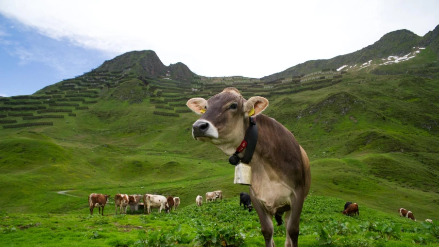 La Suisse veut inscrire l'alimentation alpine à l'UNESCO