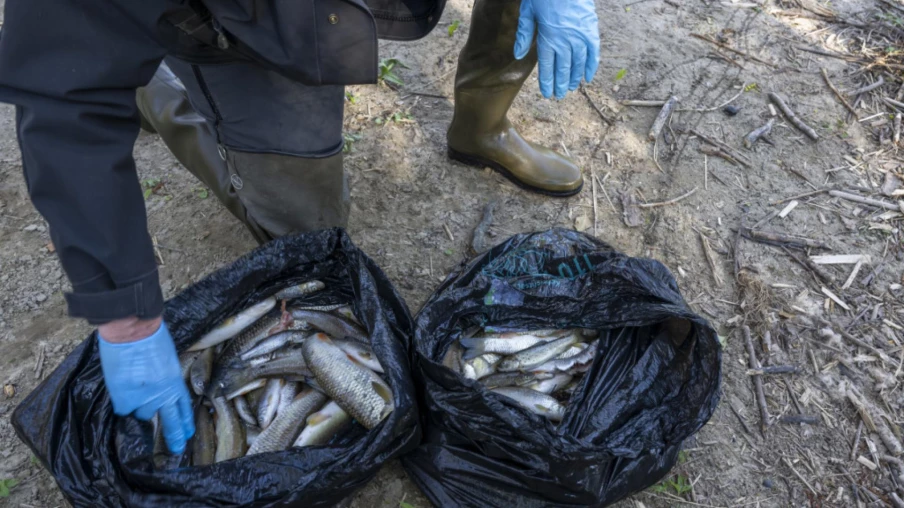 Pollution du ruisseau Lettiswilbach à Heitenried : 200 poissons morts