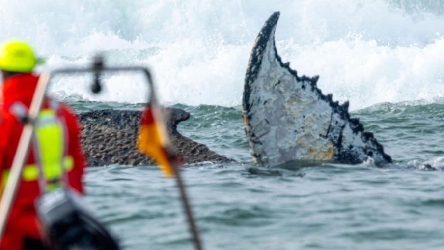Allemagne : baleine à bosse de nouveau échouée sur la côte baltique