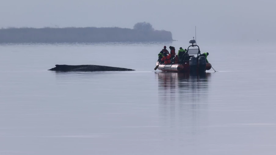 Baleine échouée en mer Baltique : Berlin cesse les sauvetages
