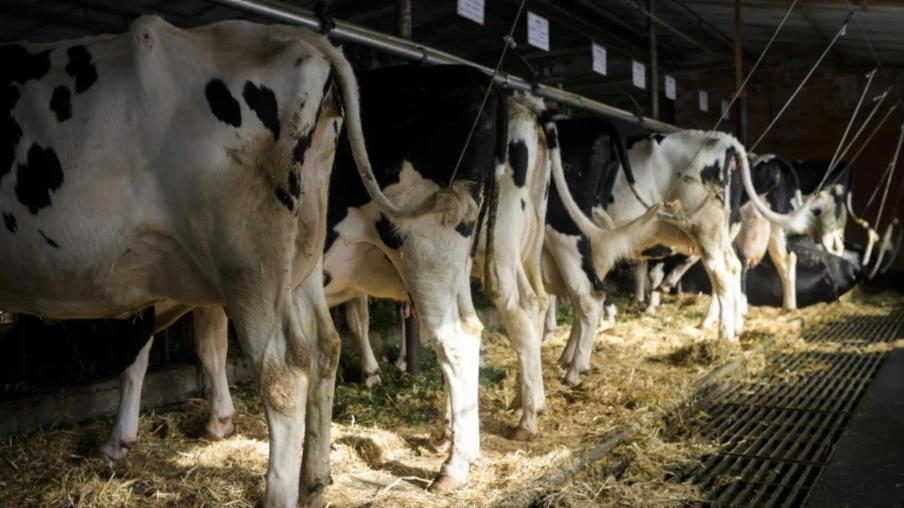 Agri Fribourg : restructuration profonde et vente de deux filiales