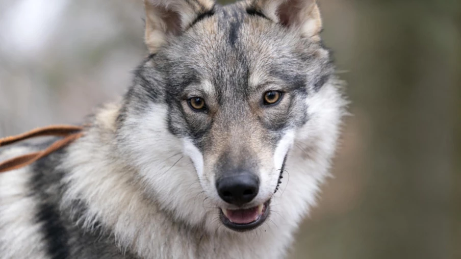 La croissance de la population de loups a pu être freinée en Suisse