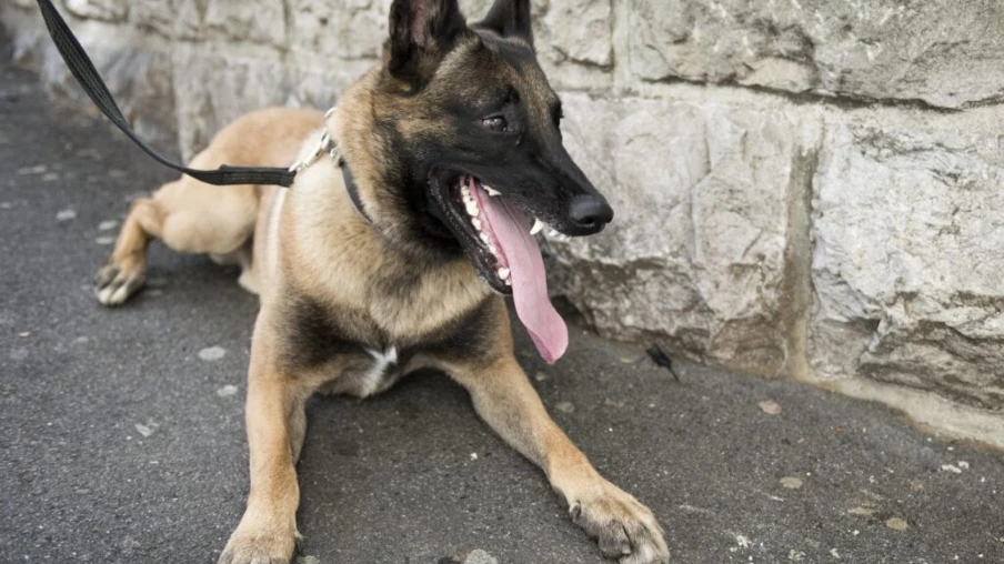 Brésil : saisie record de 48 tonnes de cannabis grâce au chien Hulk