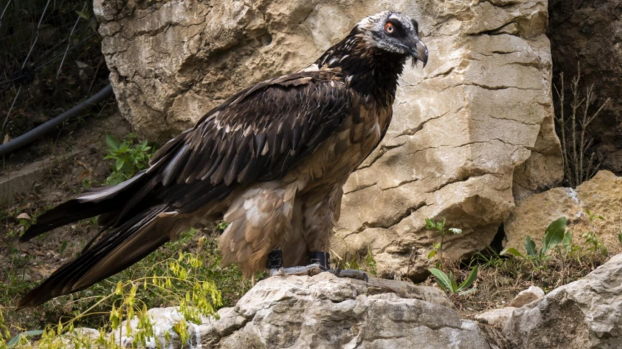 Parc animalier de la Garenne : audioguides pour attirer les visiteurs