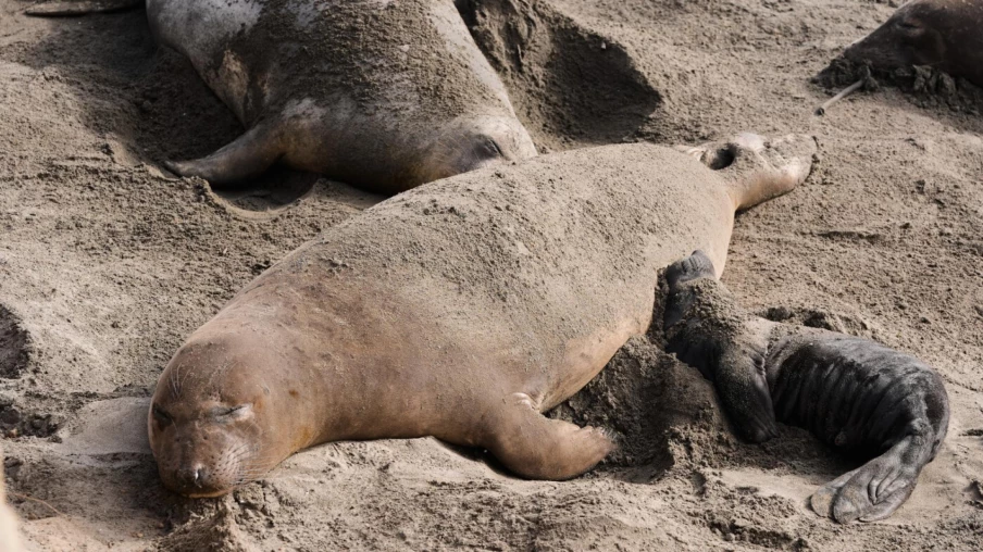Australie : phoque endormi bloque route à Dromana, circulation déviée