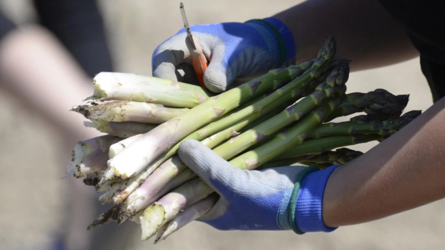Début de la récolte d'asperges suisses : offre en hausse