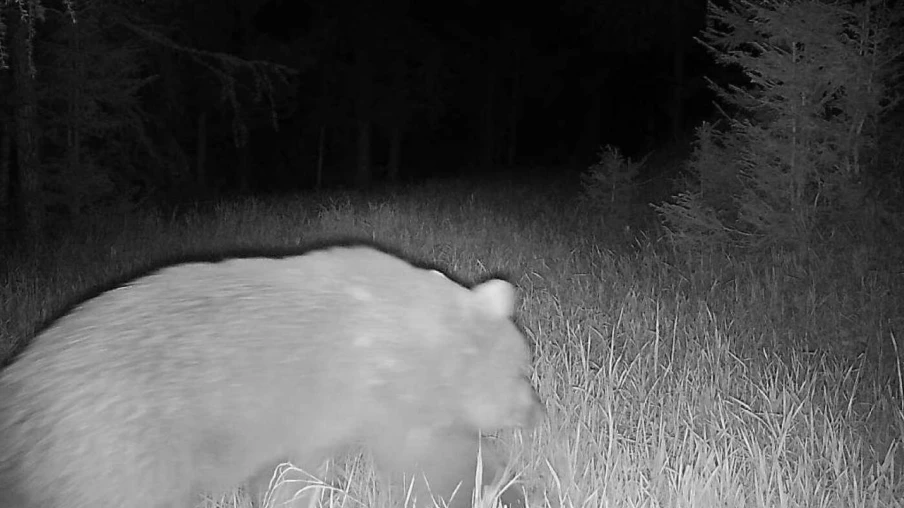 Il pourrait y avoir deux ours actuellement en Basse-Engadine (GR)