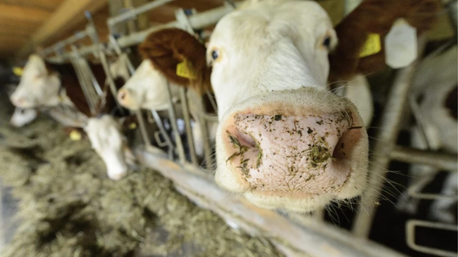 Canton de Fribourg : plan d'actions pour la filière laitière durable