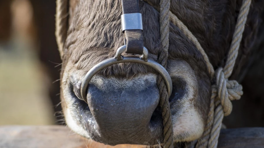 Palézieux-Village (VD) : un ouvrier agricole tué par un taureau