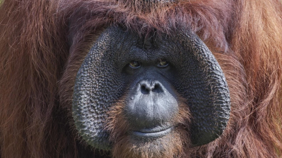 Bébé orang-outan de Bornéo né au zoo de Madrid, espèce menacée