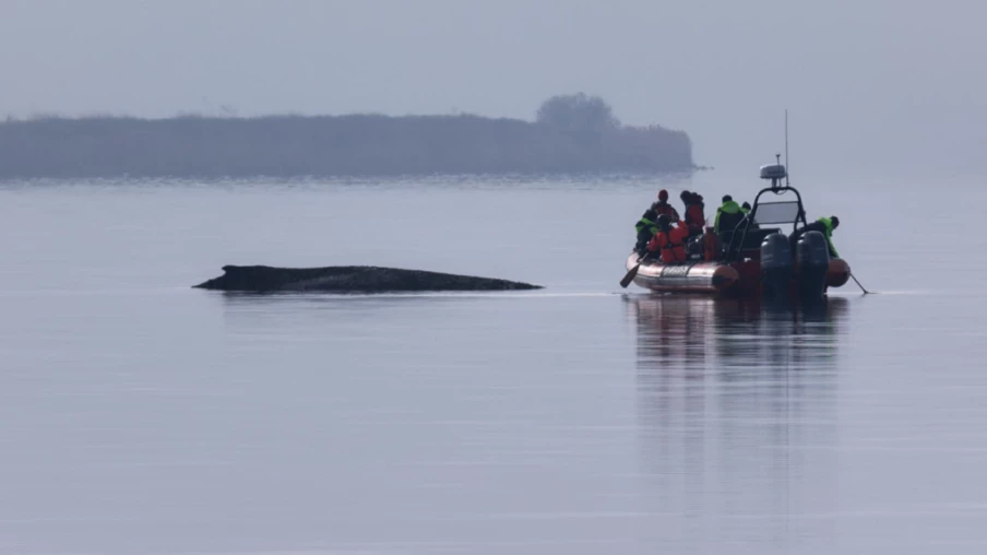 Allemagne : la baleine échouée en Baltique entre en phase décisive
