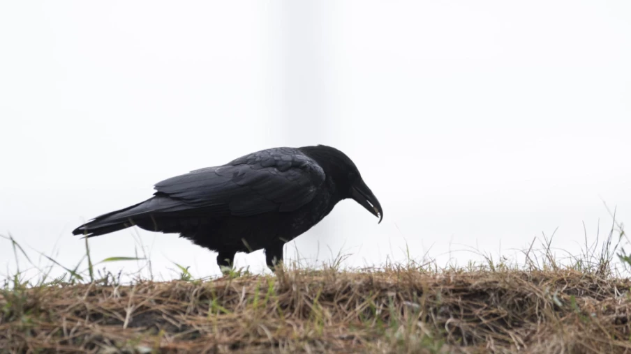 Nyon : enquête Unisanté sur le bruit des corbeaux freux